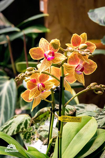 mini Phalaenopsis